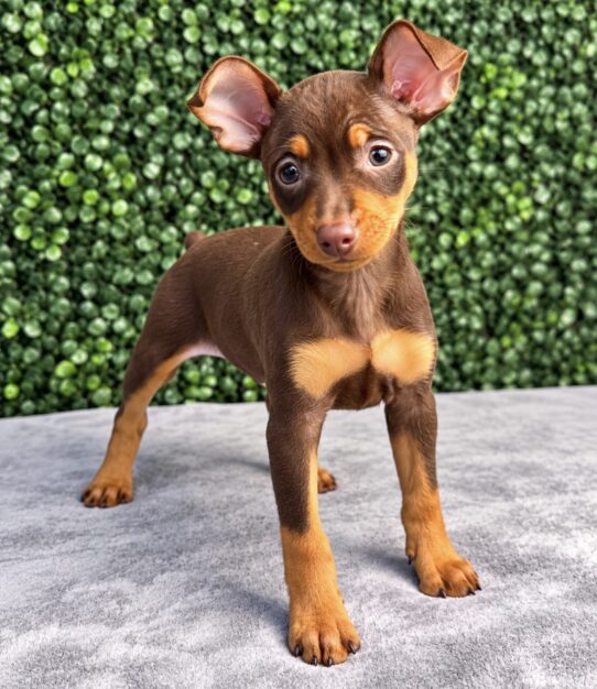Miniature Pinscher puppy