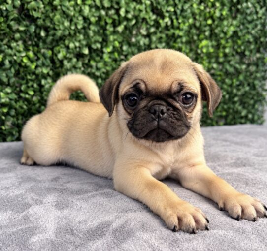 Pug puppy