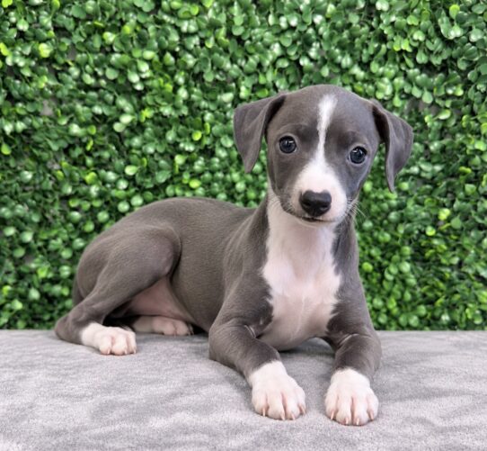 Italian Greyhound puppy