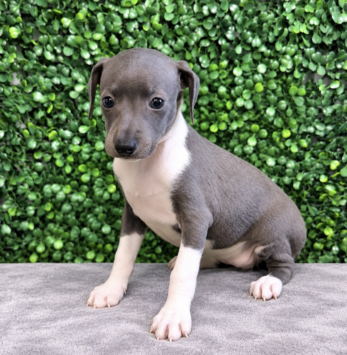 Italian Greyhound puppies