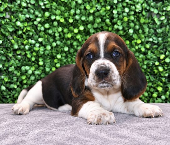 Basset Hound puppy
