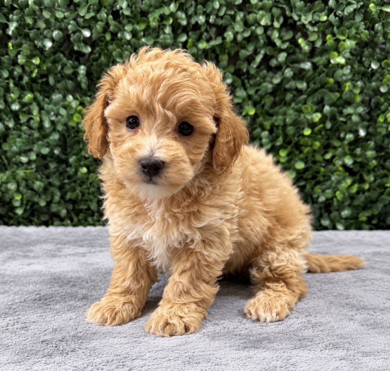 Bichapoo puppies