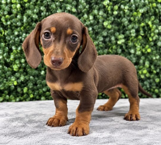 Mini Dachshund puppy