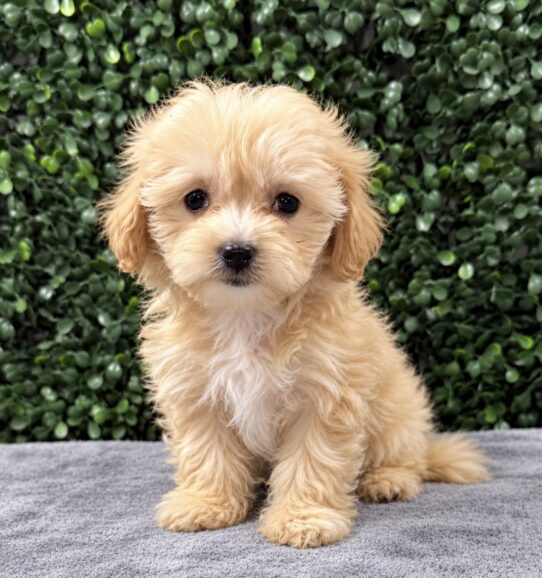 Maltipoo puppy