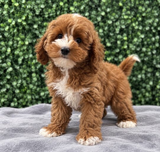 Cavapoo F1B puppy