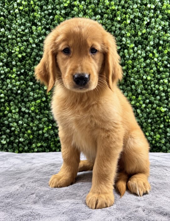 Golden Retriever puppy