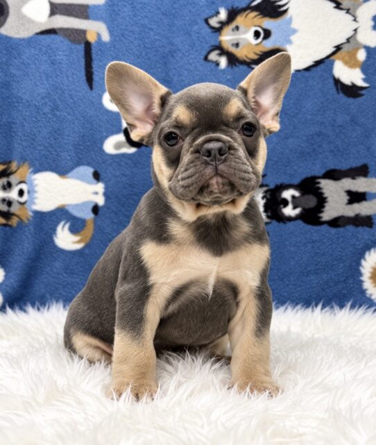 French Bulldog puppy