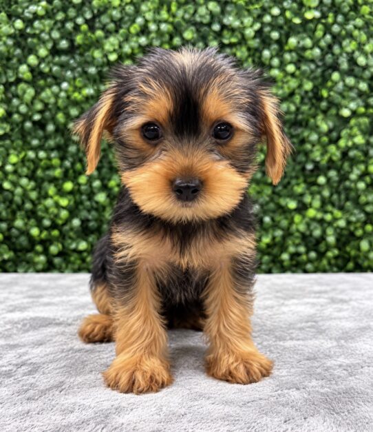 Yorkshire Terrier puppy