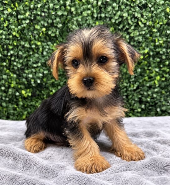 Yorkshire Terrier puppy