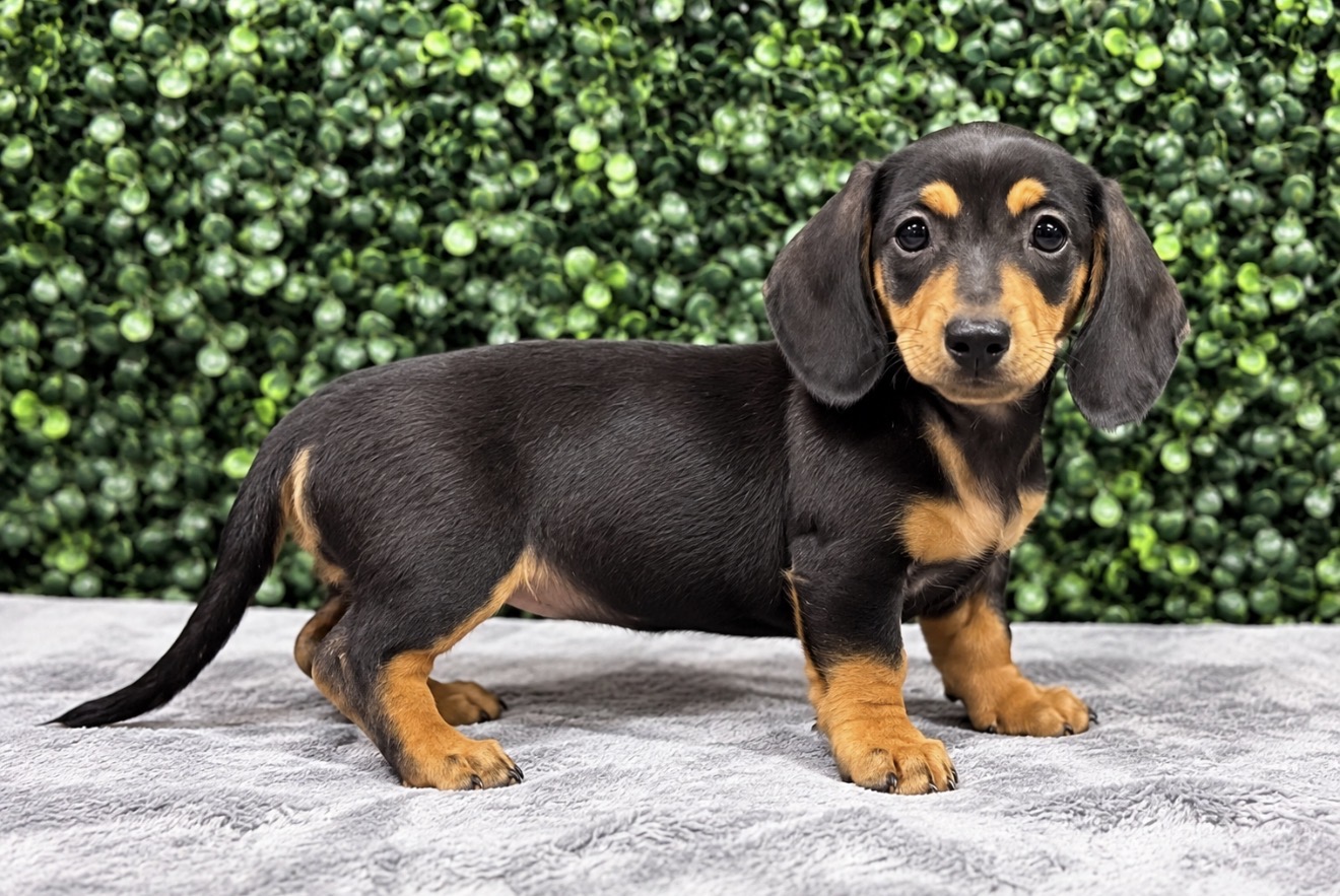 Mini Dachshund puppies