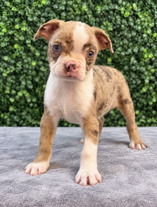 Boston Terrier puppy