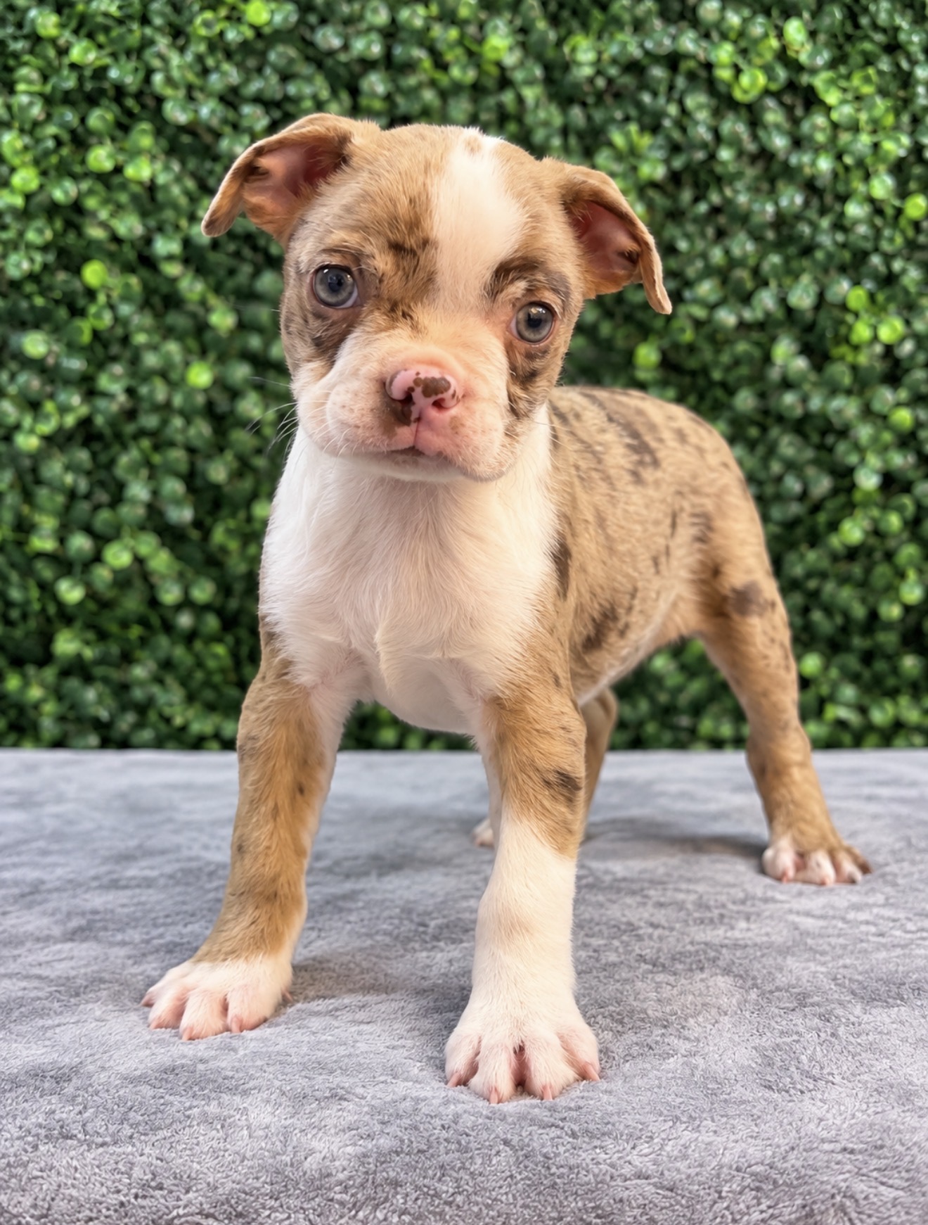 Boston Terrier puppies