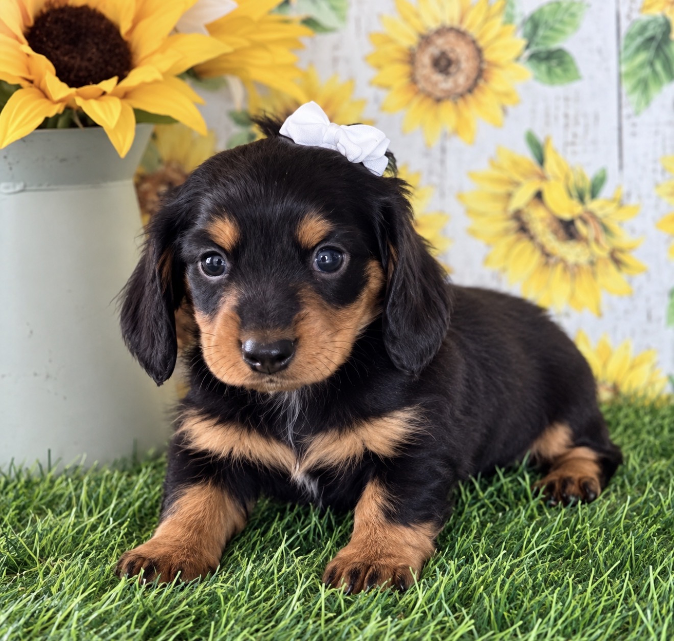 Mini Dachshund puppies