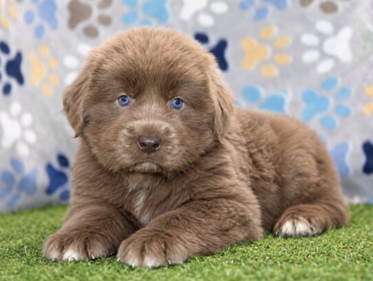 Newfoundland puppy