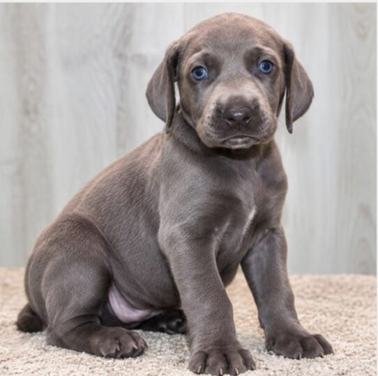 Weimaraner puppy