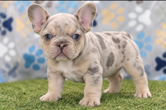 French Bulldog puppy