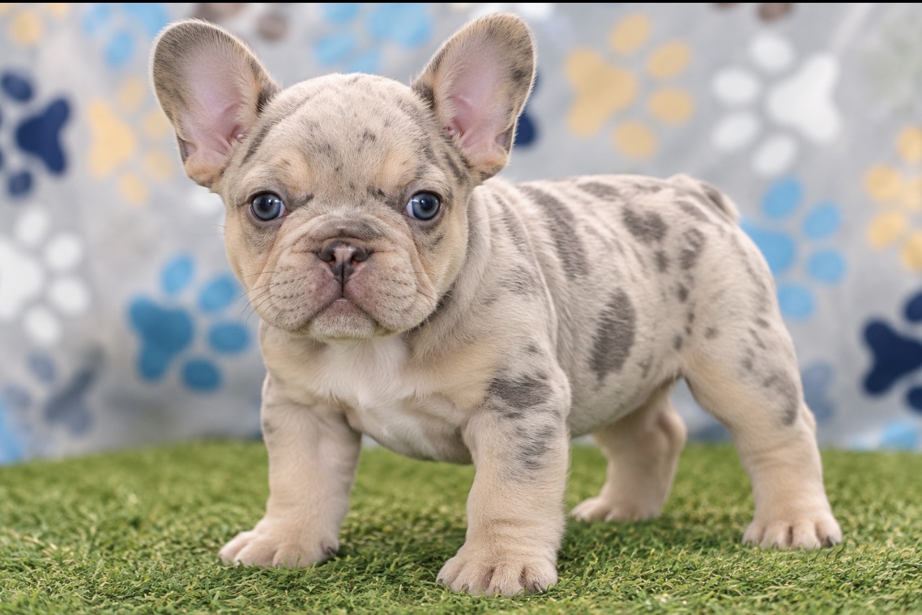 French Bulldog puppy