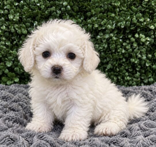 Bichon Frise puppy