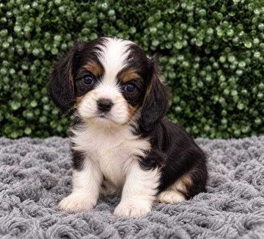 Cavalier King Charles Spaniel puppy