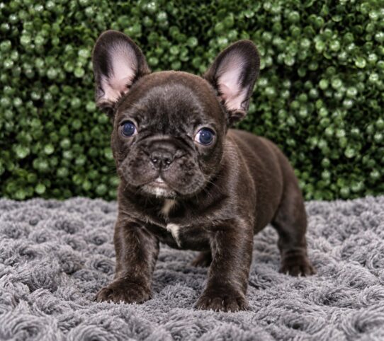 French Bulldog puppy