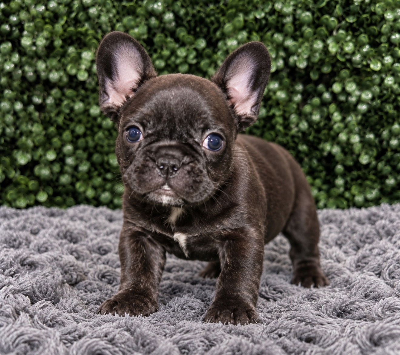 French Bulldog puppy