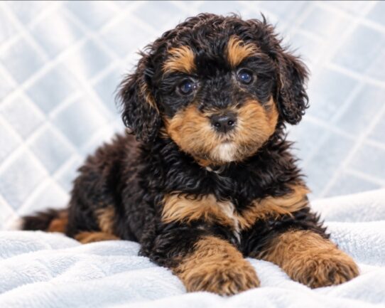 Bernedoodle Mini F1b puppy