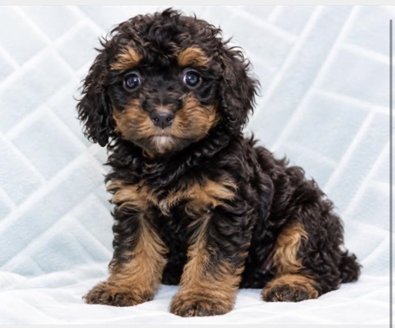 Bernedoodle Mini F1b puppy