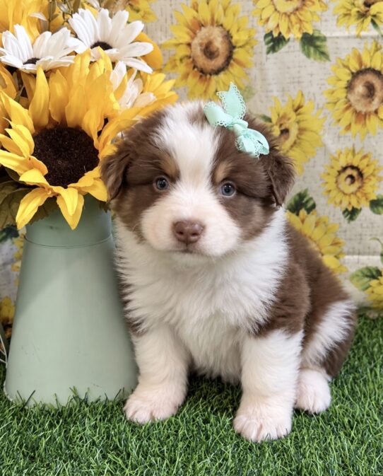 Miniature Australian Shepherd puppy