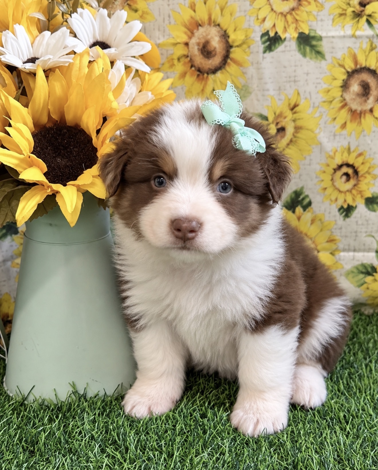 Miniature Australian Shepherd puppies