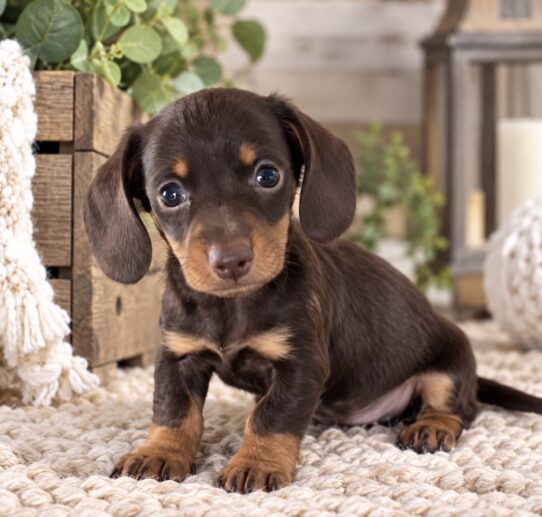 Mini Dachshund puppy