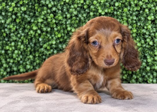 Dachshund puppy