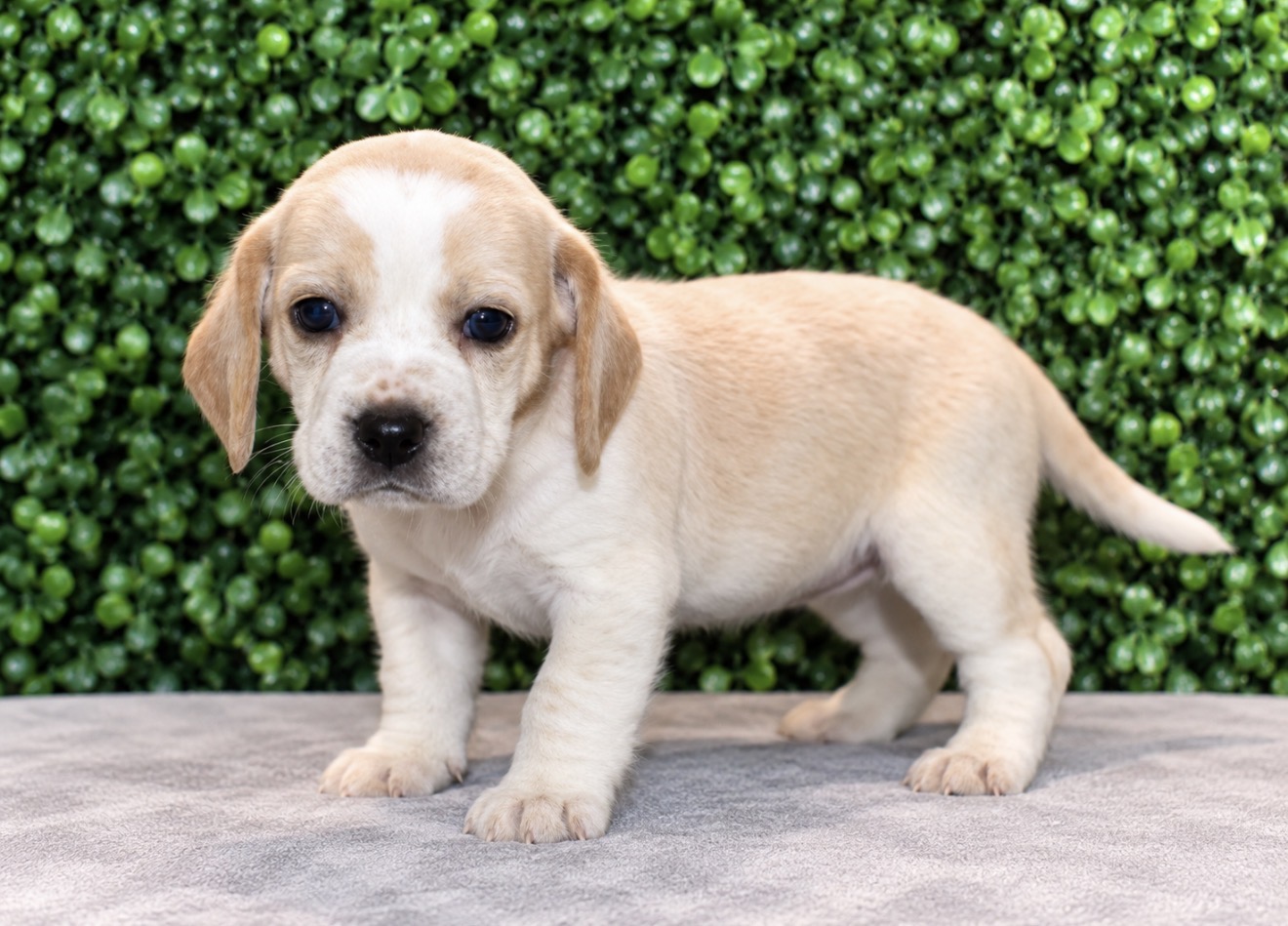 Beagle puppies