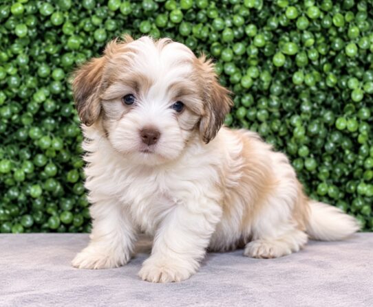 Havanese puppy
