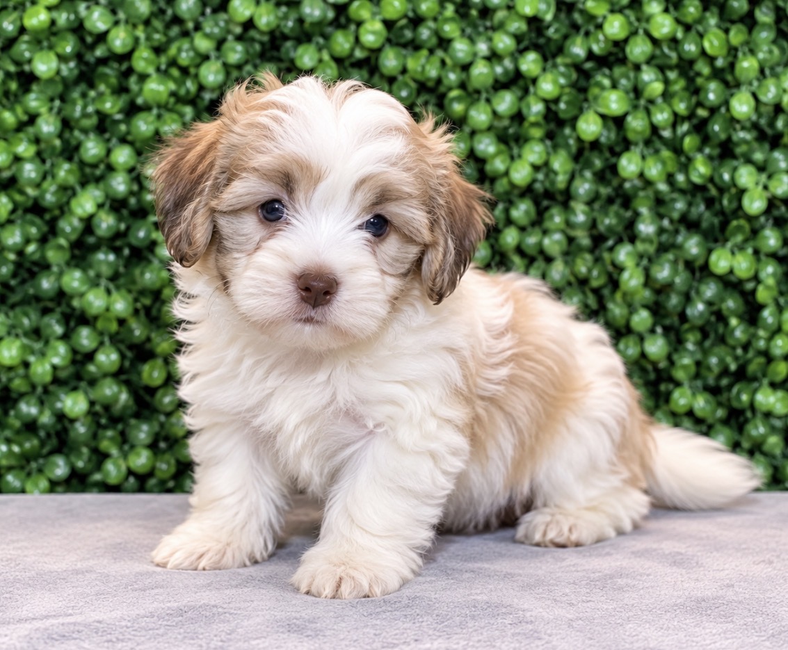 Havanese puppy