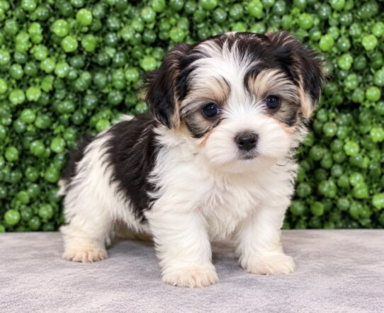 Morkie puppy