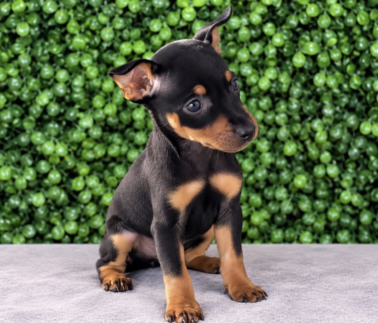 Miniature Pinscher puppy