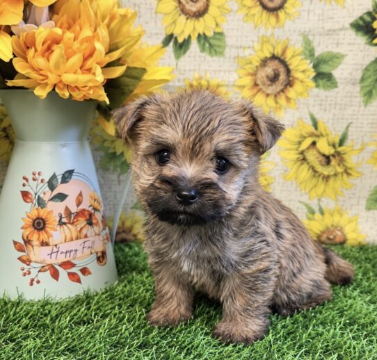 Cairn Terrier puppy