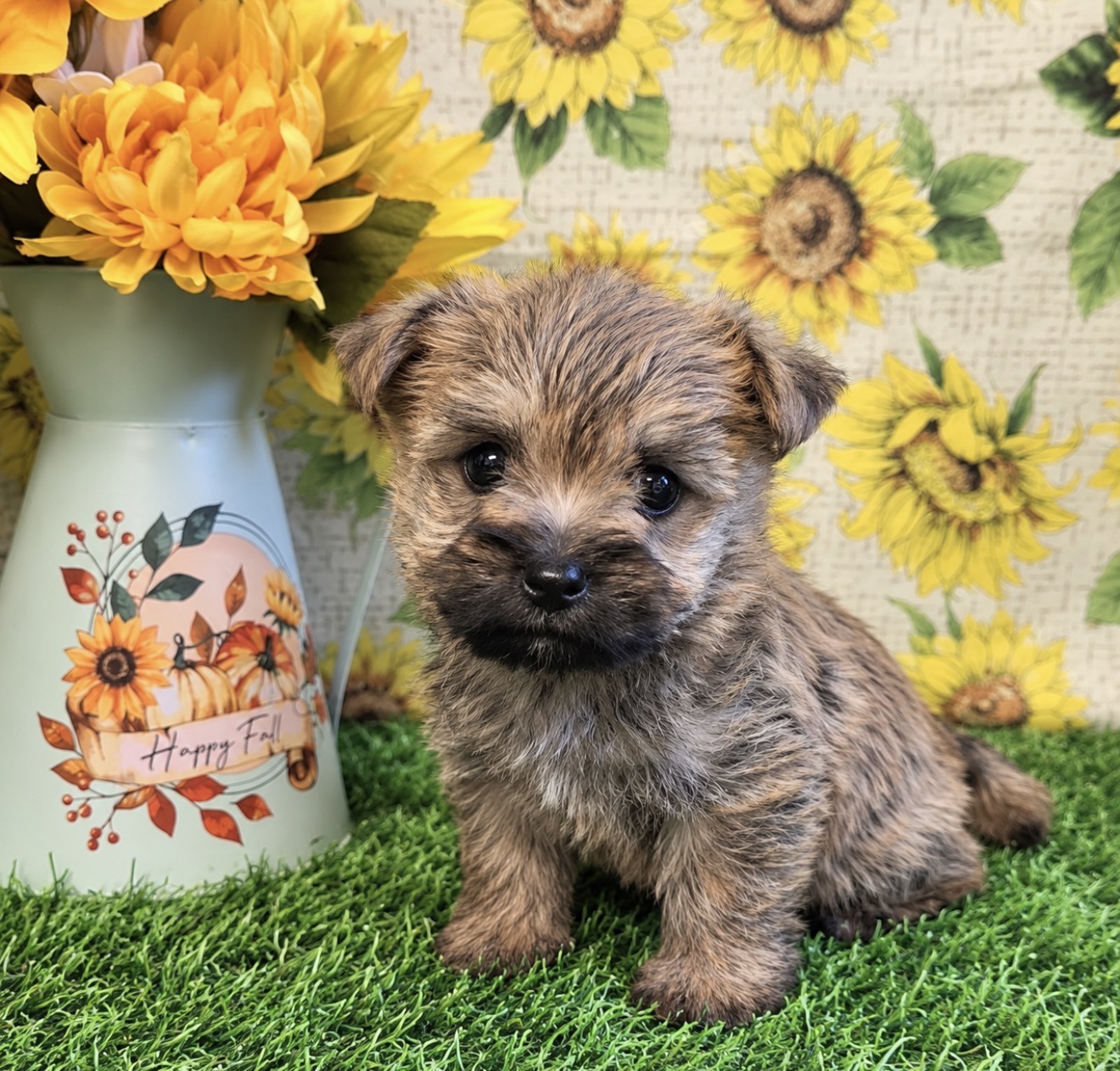 Cairn Terrier puppy