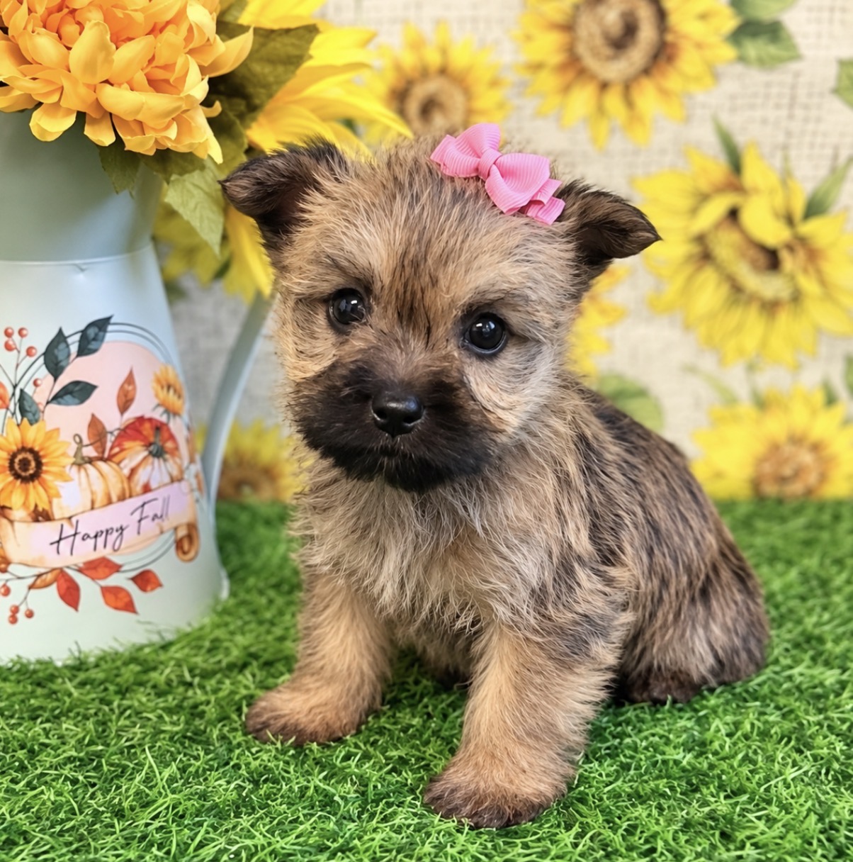 Cairn Terrier puppy