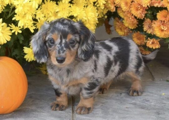 Mini Dachshund puppy