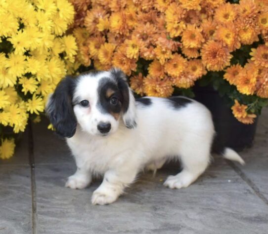 Mini Dachshund puppy