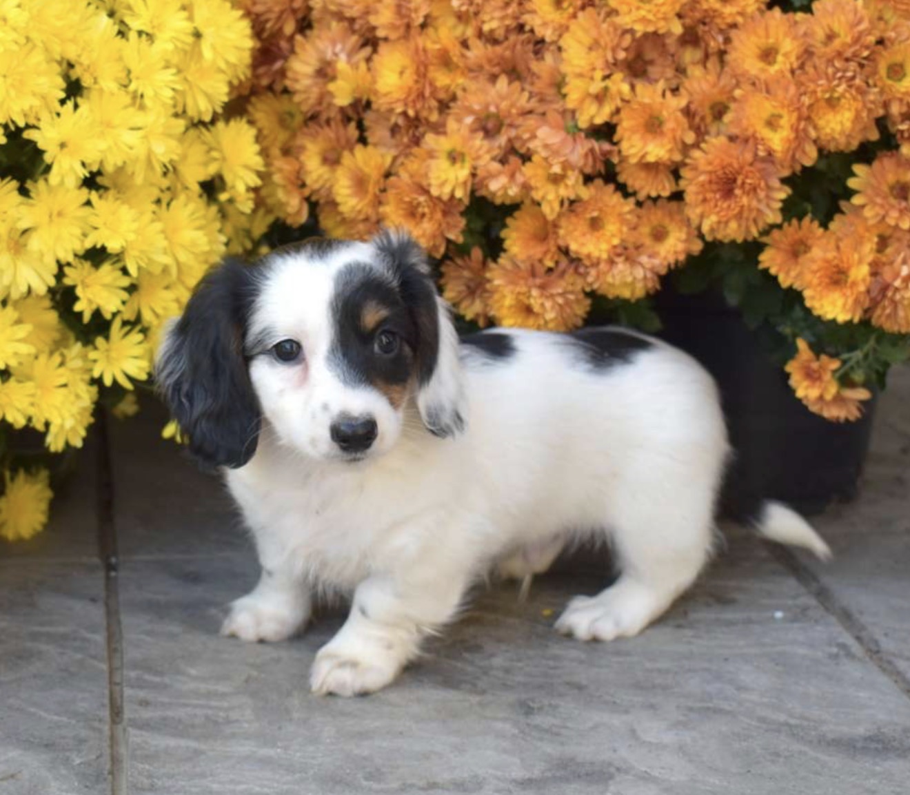 Mini Dachshund puppies