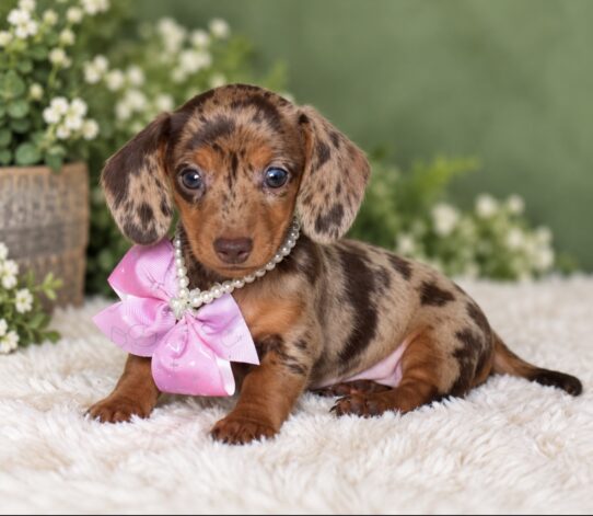 Mini Dachshund puppy