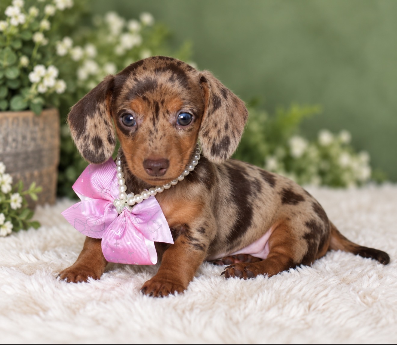 Mini Dachshund puppies