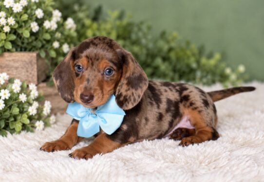 Mini Dachshund puppy