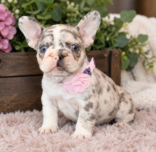 French Bulldog puppy