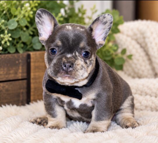 French Bulldog puppy