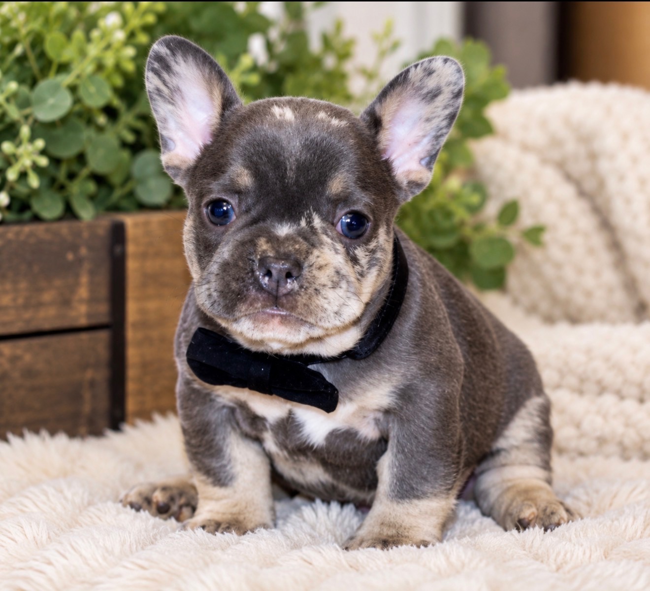 French Bulldog puppies
