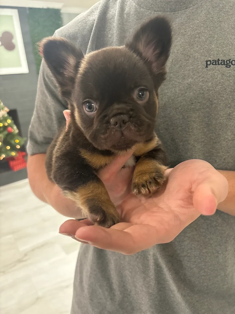 A small puppy being gently held